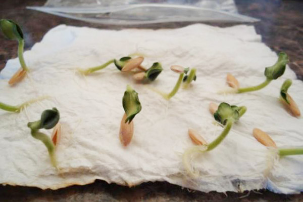 Sprouted cucumber seeds