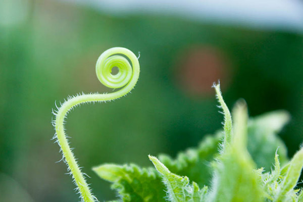 Tendril on a cucumber lash