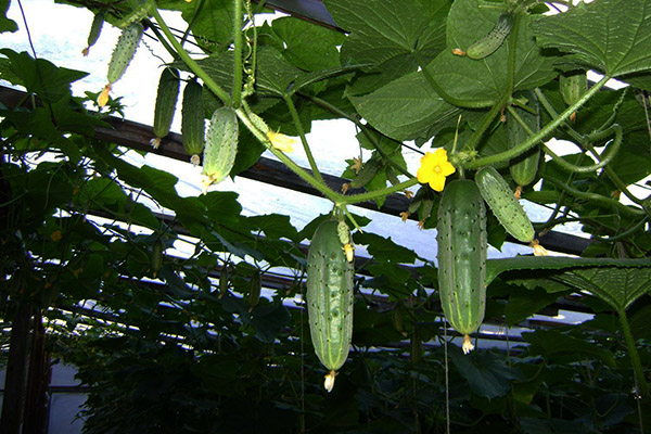 Cucumbers in the greenhouse in the evening