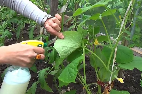 Spraying cucumbers over the leaf