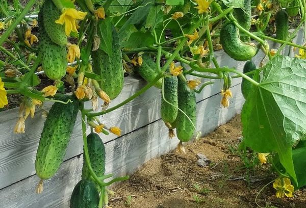 Growing cucumbers