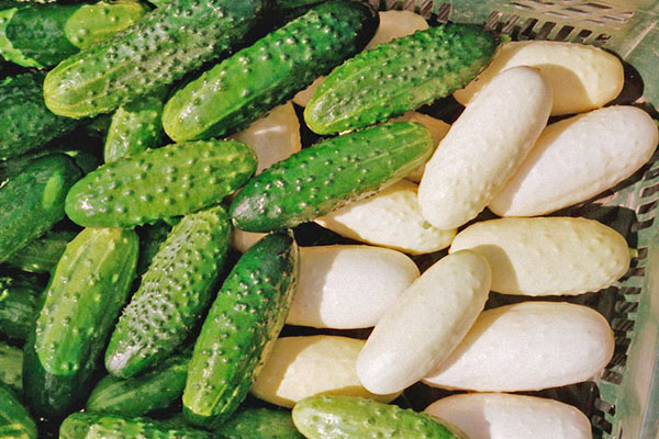 Green and white cucumbers