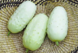 Small white cucumbers
