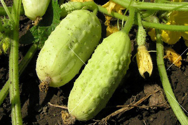 Growing cucumbers White Angel F1
