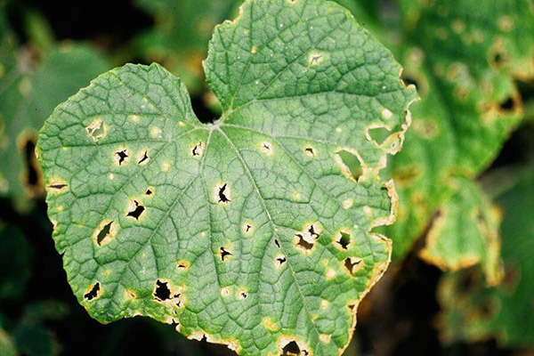Signs of anthracnose on a cucumber leaf