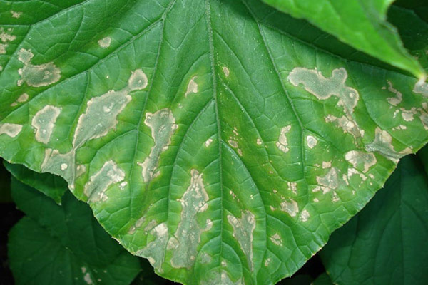 Ascochitis on a cucumber leaf