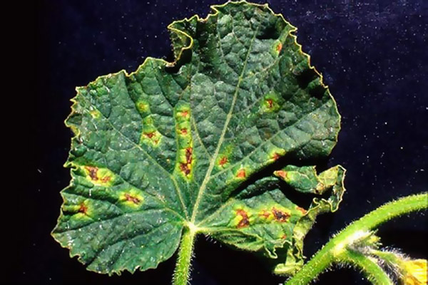 Angular spot of cucumber leaves (bacteriosis)