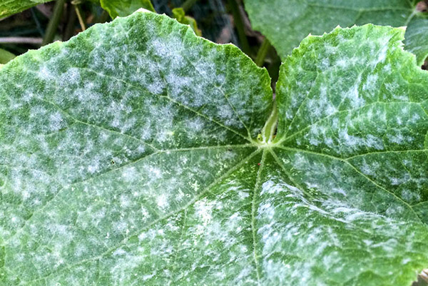 Powdery mildew on a cucumber leaf