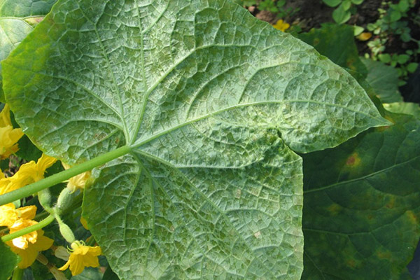 Peronosporosis (downy mildew) on a cucumber leaf