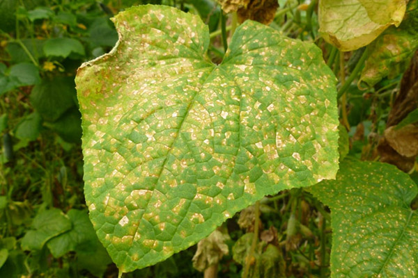 Common mosaic (field) on a cucumber leaf