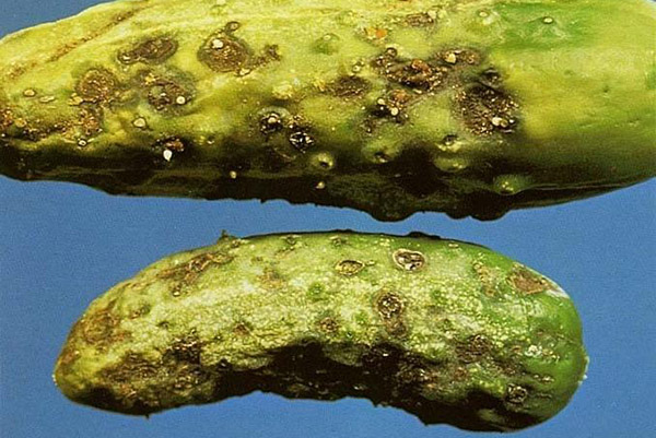 Cladosporium - Cucumber Olive Spot
