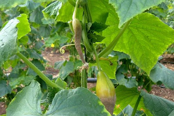 Gray rot on cucumbers