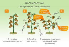 Formation of determinant tomatoes