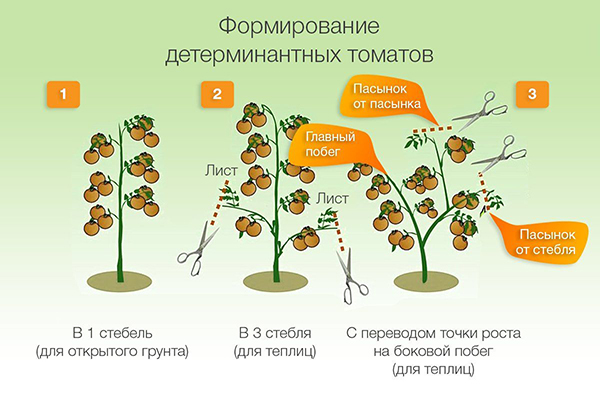 Formation of determinant tomatoes