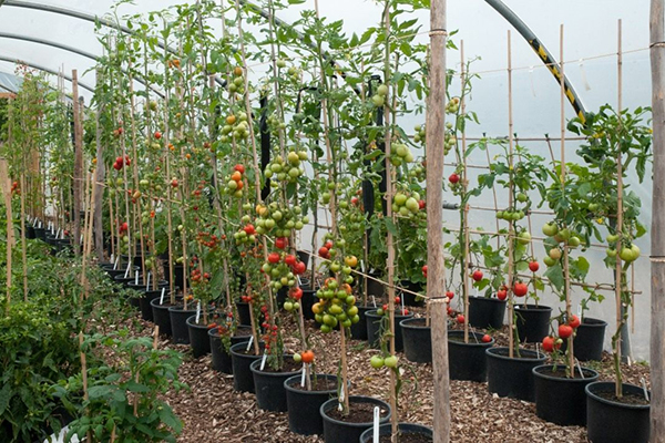 Tomatoes growing in one stem in a greenhouse