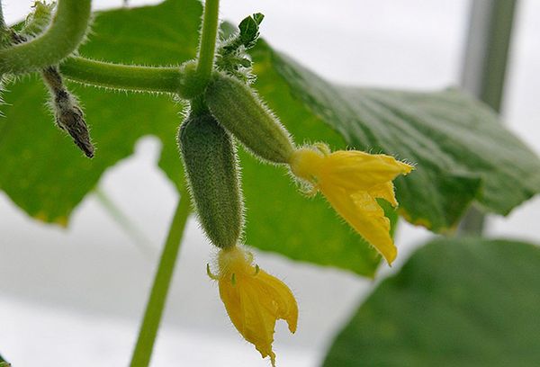 Young cucumbers