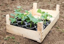 Box with cucumber seedlings