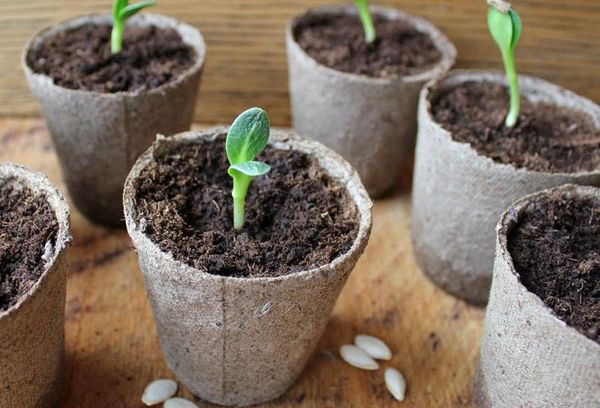Sprouts in peat pots