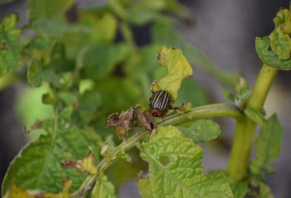 Beetles eat leaves