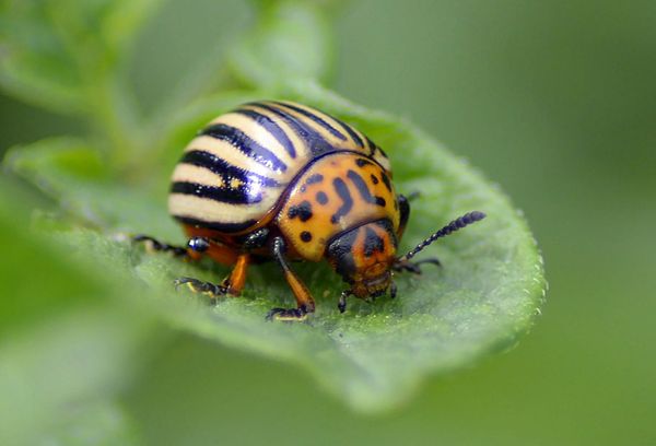 Striped beetle