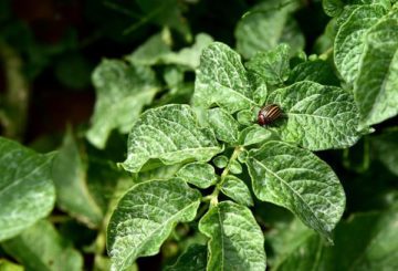 Gestreepte kever op tomatenbladeren