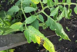 Phytophthora on tomato leaves