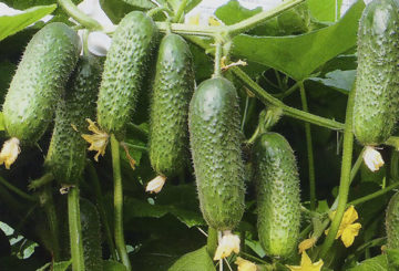 Cucumbers Kibria F1