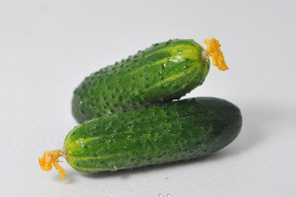 Краставици плодове Cybria F1