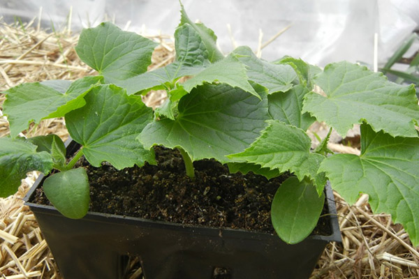 Засаждане на разсад от краставици в оранжерия