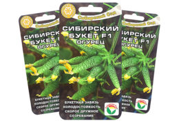Cucumber seeds Siberian bouquet F1