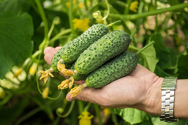 Picking cucumbers