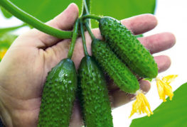 Parthenocarpic cucumbers