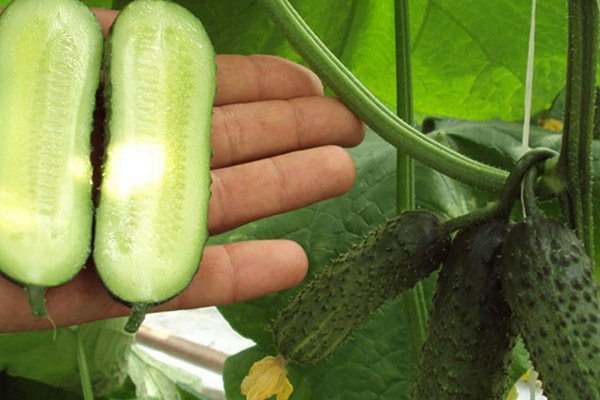 Cutaway parthenocarpic cucumber fruit