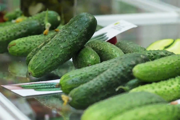 Cucumbers on the counter