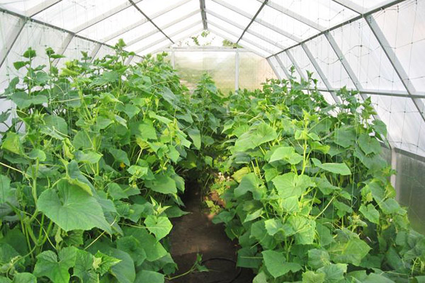 Growing cucumbers in a greenhouse