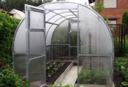 Greenhouse with cucumbers