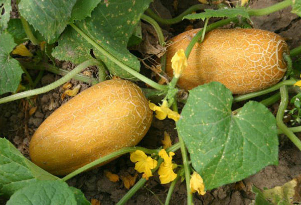 Overgrown cucumbers for seeds