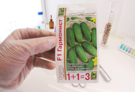 Cucumber seeds Harmonist F1