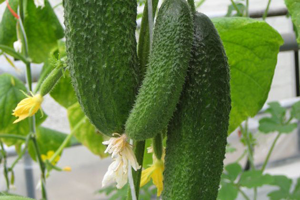 Cucumber Fruits Harmonist F1