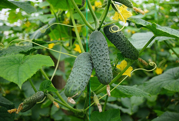 Cucumbers Meringue F1