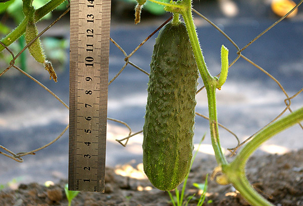 Measuring the length of a cucumber fruit