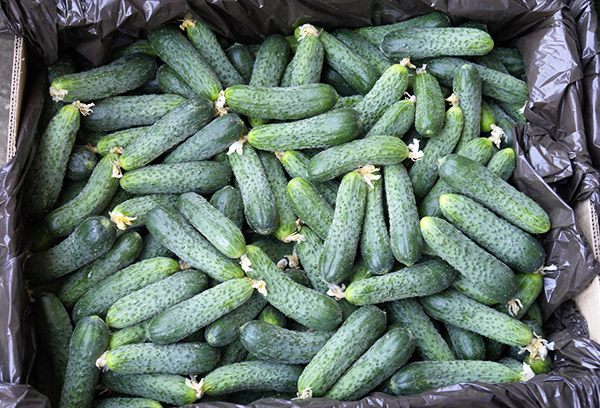 Meringue Cucumber Harvest