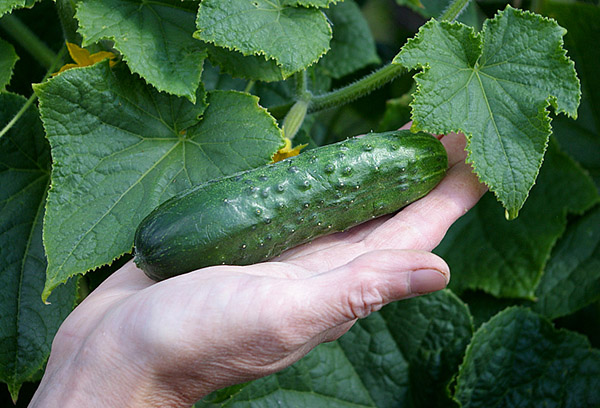 Meringue cucumber fruit