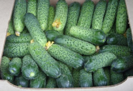 Box with cucumbers Meringue F1