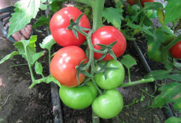 Зрели домати Бял пълнеж