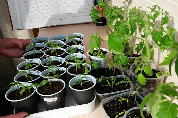 Inlagda tomatplantor