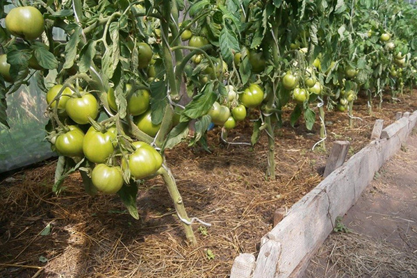 Trädgård med tomater Vit fyllning