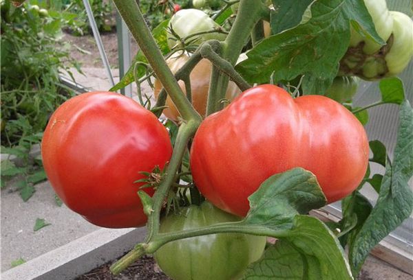 Bush med stora tomater