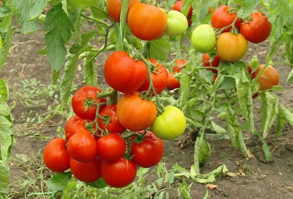 Pensla med tomater