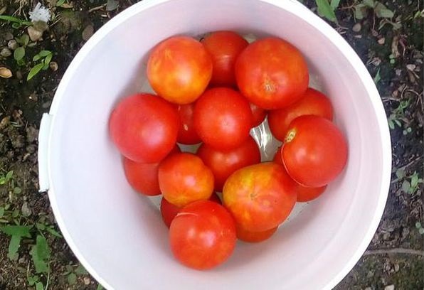 A bowl of tomatoes